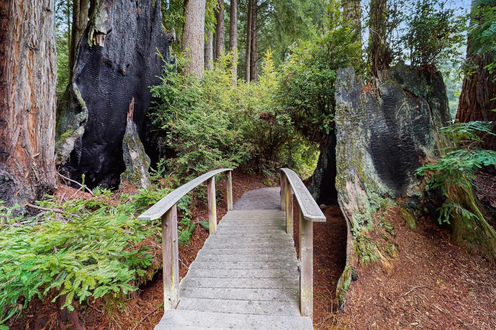 Serene Redwood Retreat 아르카타 외부 사진