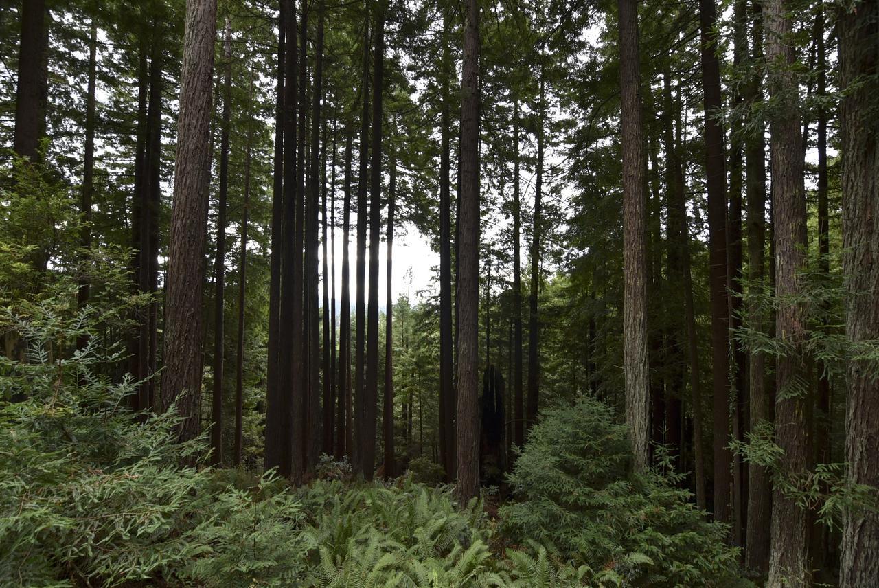 Serene Redwood Retreat 아르카타 외부 사진